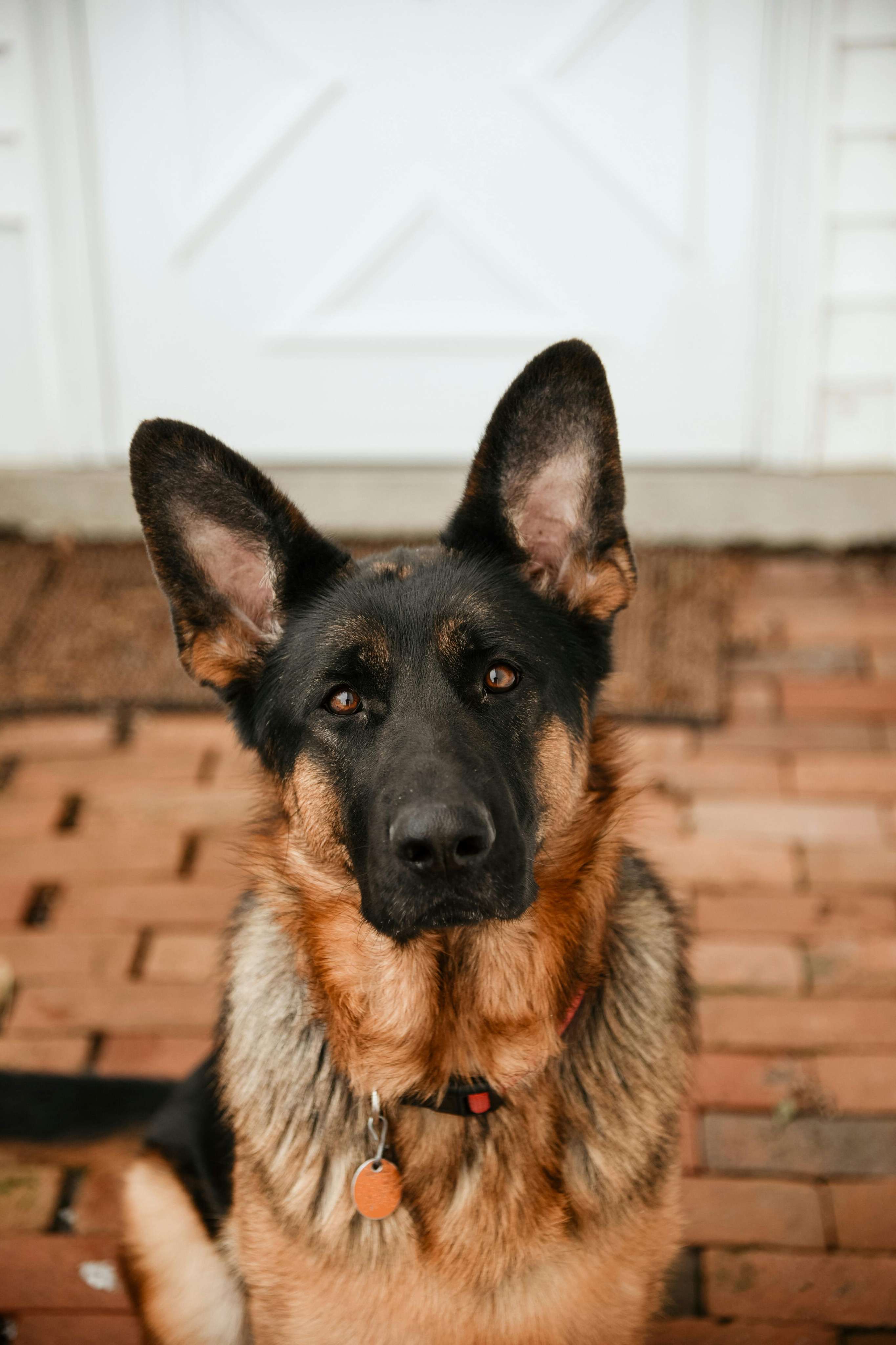 german shepherd & belgian malinois